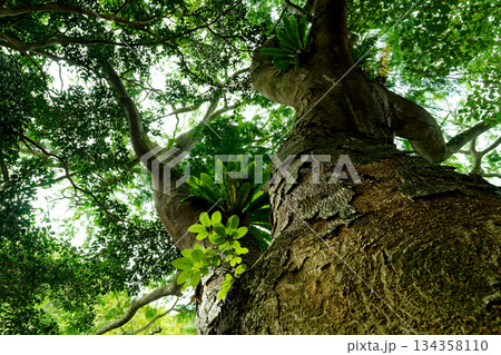 大きな木 134358110