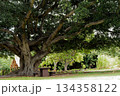 大きな木 134358122