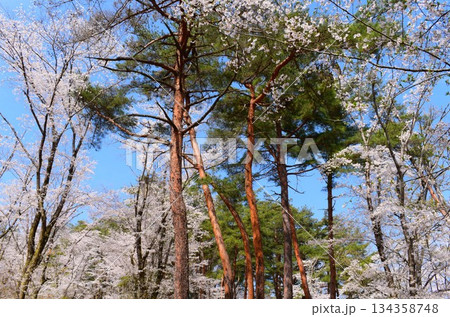 【長瀞町】春の風景 野土山の桜 【長瀞町】春の風景 野土山の桜 134358748
