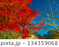 真っ赤な紅葉 134359068