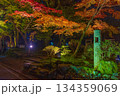 ライトアップされた紅葉と龍神の石碑 134359069
