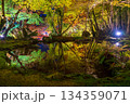 夜の庭園の池に映し出される紅葉 134359071
