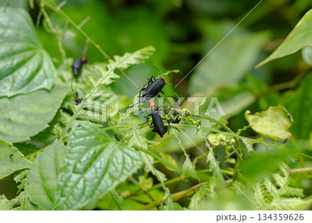 Close-up macro photograph of several Meloidae species (Blister Beetles) displaying distinctive black carapace and vibrant red/orange head markings, consuming leafy plant material, bokeh background. Close-up macro photograph of several Meloidae species (Blister Beetles) displaying distinctive black carapace and vibrant red/orange head markings, consuming leafy plant material, bokeh background. 134359626