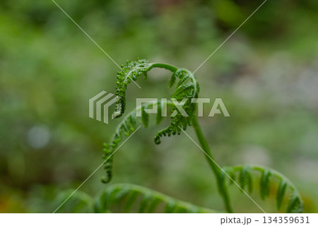 Detailed macro photography of a vibrant green coiled Pteridophyte crozier (fiddlehead) against a soft green bokeh background, symbolizing new life and spring growth. Detailed macro photography of a vibrant green coiled Pteridophyte crozier (fiddlehead) against a soft green bokeh background, symbolizing new life and spring growth. 134359631