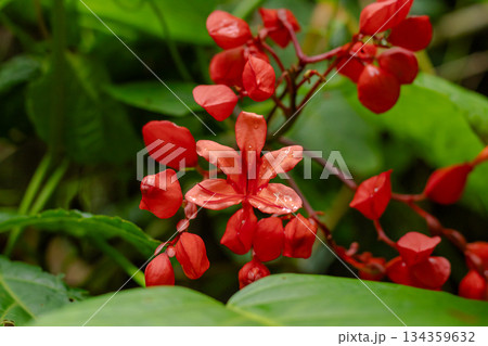 Close-up view of bright red-orange jungle blossoms set against a deeply saturated green background with natural bokeh effect. 134359632