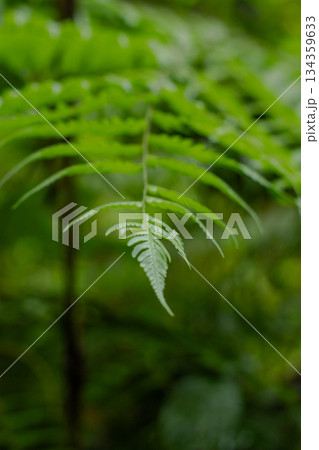 Detailed close-up of delicate fern pinna against a blurred, deep green jungle background, symbolizing vitality and growth Detailed close-up of delicate fern pinna against a blurred, deep green jungle background, symbolizing vitality and growth 134359633