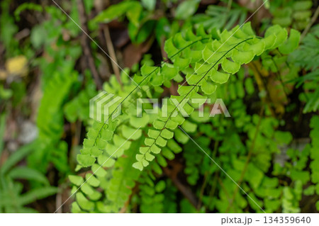 Detailed macro shot of delicate Maidenhair fern (Adiantum) pinnules displaying lush green texture and thin black stipes. 134359640
