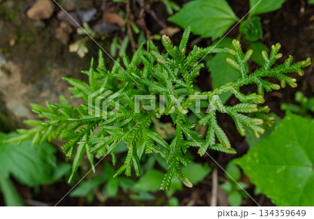Detailed macro shot of vibrant green Selaginella foliage (Spikemoss), showing delicate bifurcating branches and scale-like leaves, soft focus background, nature context. Detailed macro shot of vibrant green Selaginella foliage (Spikemoss), showing delicate bifurcating branches and scale-like leaves, soft focus background, nature context. 134359649
