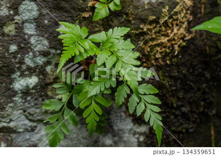 Detailed close-up view of vibrant green compound fern foliage emerging from a rugged black and grey lichen-covered rock surface in a damp jungle environment. 134359651