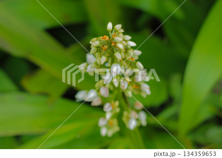 Macro shot of tiny white flower buds emerging from a green stalk against a vibrant blurred tropical foliage background, high detail. Macro shot of tiny white flower buds emerging from a green stalk against a vibrant blurred tropical foliage background, high detail. 134359653