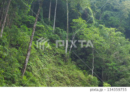 Dense tropical rainforest hillside of Bayan village, North Lombok, Indonesia, lush green jungle scenery. Dense tropical rainforest hillside of Bayan village, North Lombok, Indonesia, lush green jungle scenery. 134359755
