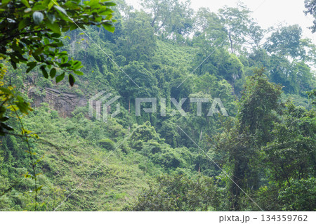 Steep tropical hillside covered with dense green jungle foliage and visible rock cliff face in Bayan, North Lombok, Indonesia. Steep tropical hillside covered with dense green jungle foliage and visible rock cliff face in Bayan, North Lombok, Indonesia. 134359762
