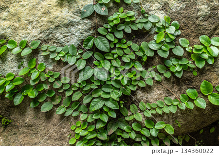 Lush green creeping vine leaves growing on rough natural rock surface texture background. 134360022