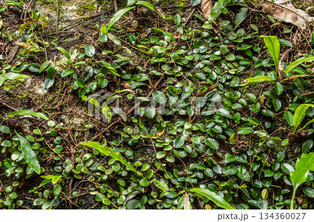 Dense creeping vine foliage texture background on a weathered stone wall surface. 134360027