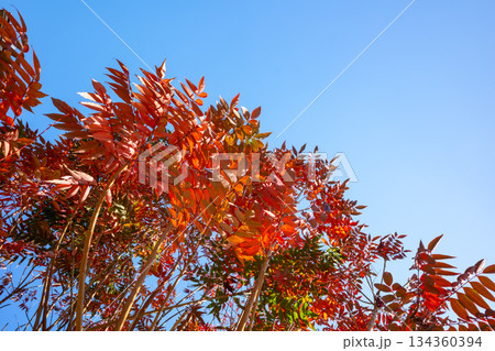 青空に映えるハゼノキの紅葉　a-1 134360394