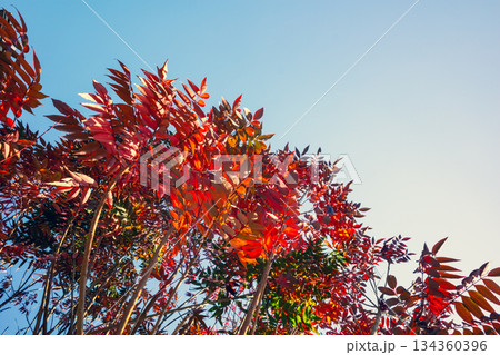 青空に映えるハゼノキの紅葉　a-3 暖色寒色強調 134360396