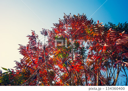 青空に映えるハゼノキの紅葉　b-3 暖色寒色強調 134360400