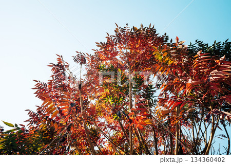 青空に映えるハゼノキの紅葉　b-4 フィルム調 134360402