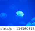 幻想的に光るクラゲ 134360412