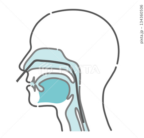 経鼻内視鏡の挿入ルート図（鼻からの胃カメラ・断面図） 134360506