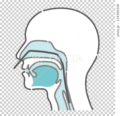 経鼻内視鏡の挿入ルート図（鼻からの胃カメラ・断面図） 134360506