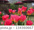 ピンクのチューリップ 134360667