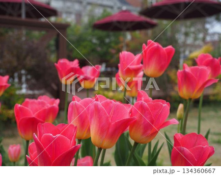ピンクのチューリップ 134360667