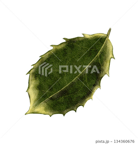 Watercolor holly leaf with soft yellow-tinted edges, hand-painted in natural green tones. Isolated on white background, elegant winter botanical element for Christmas invitations, packaging, and decor Watercolor holly leaf with soft yellow-tinted edges, hand-painted in natural green tones. Isolated on white background, elegant winter botanical element for Christmas invitations, packaging, and decor 134360676