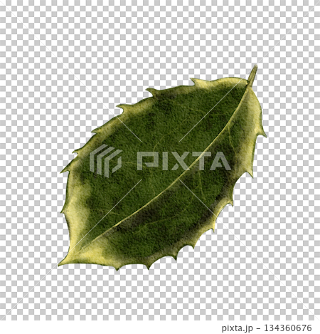 Watercolor holly leaf with soft yellow-tinted edges, hand-painted in natural green tones. Isolated on white background, elegant winter botanical element for Christmas invitations, packaging, and decor Watercolor holly leaf with soft yellow-tinted edges, hand-painted in natural green tones. Isolated on white background, elegant winter botanical element for Christmas invitations, packaging, and decor 134360676