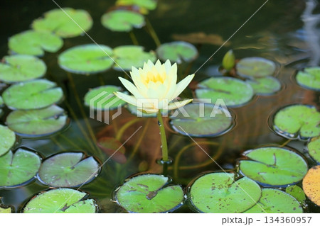 爽やか　スイレンの花 134360957