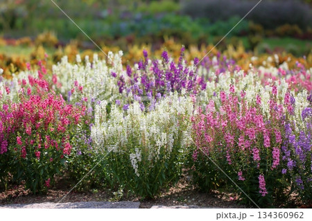 可愛い アンゲロニアの花 可愛い アンゲロニアの花 134360962