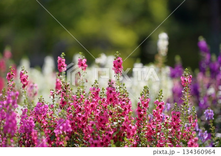 可愛い　アンゲロニアの花 134360964