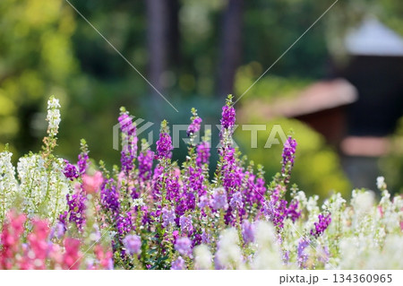 可愛い アンゲロニアの花 可愛い アンゲロニアの花 134360965