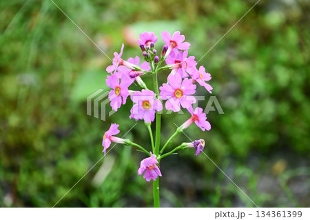 クリンソウ　Japanese Primrose 134361399