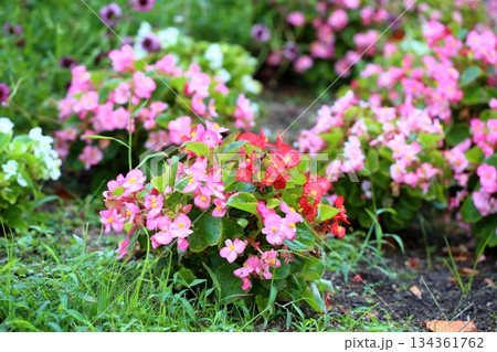 可愛い ベゴニアの花 可愛い ベゴニアの花 134361762