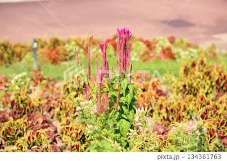 咲始め　ケイトウの花 134361763