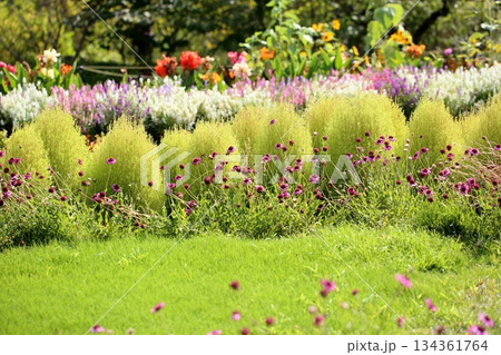 可愛い コキア 可愛い コキア 134361764