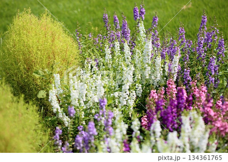 爽やか アンゲロニアの花 爽やか アンゲロニアの花 134361765