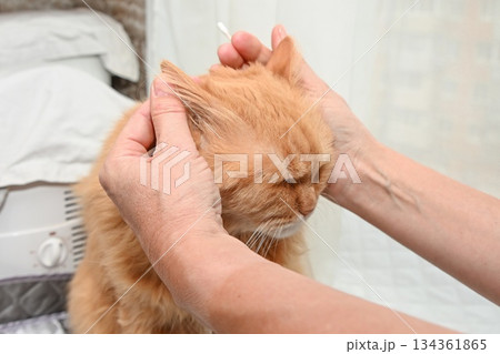 A 20 year old ginger cat receives gentle ear cleaning with a cotton swab, showing careful home grooming and supportive care for an elderly pet. 134361865