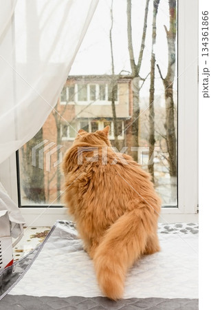 Elderly 20 years old ginger cat sits on a windowsill and looks outside, observing the cold season landscape with calm attention and a quiet reflective mood. 134361866