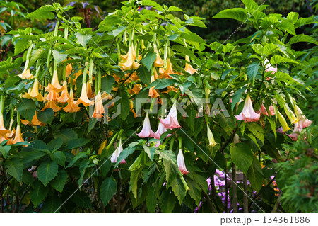 Blooming brugmansia shrubs with large hanging trumpet flowers in pink and yellow colors growing in lush green garden foliage 134361886