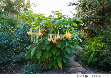 Yellow brugmansia with large trumpet shaped flowers growing outdoors in lush garden, tropical ornamental plant blooming in warm season natural light Yellow brugmansia with large trumpet shaped flowers growing outdoors in lush garden, tropical ornamental plant blooming in warm season natural light 134361887