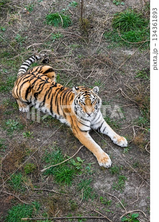 Amur tiger resting on the grass in Primorsky Krai, Russia. Majestic wild animal from the Far East looking up. Amur tiger resting on the grass in Primorsky Krai, Russia. Majestic wild animal from the Far East looking up. 134361893