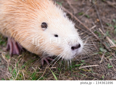 Close-up portrait of a light brown nutria or coypu Myocastor coypus sitting on dry ground with soft fur and long whiskers in natural daylight. Close-up portrait of a light brown nutria or coypu Myocastor coypus sitting on dry ground with soft fur and long whiskers in natural daylight. 134361896