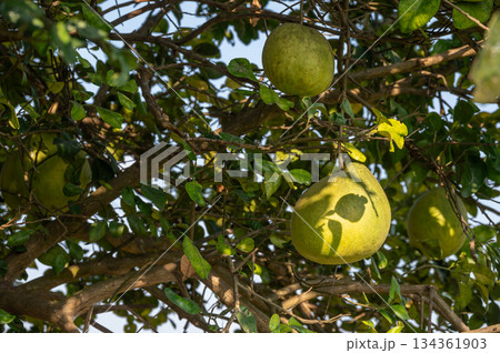 Pomelo growth on fruit tree. Pomelos are large citrus fruits that have a refreshingly sweet and tart taste. Pomelo growth on fruit tree. Pomelos are large citrus fruits that have a refreshingly sweet and tart taste. 134361903