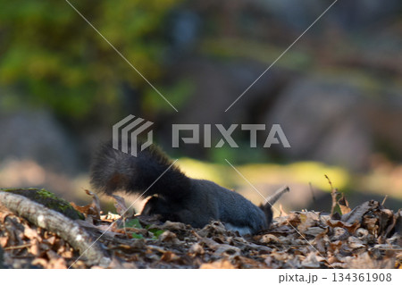 秋の森で木の実を探す野生のエゾリス（小動物・可愛い） 134361908