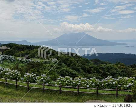 風光明媚な輝北うわば高原から錦江湾と桜島を望む 風光明媚な輝北うわば高原から錦江湾と桜島を望む 134361920