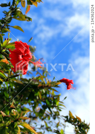沖縄　青い空と赤いハイビスカスの花 134362024