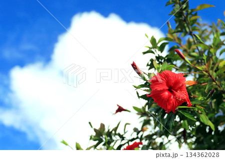 沖縄 青い空と赤いハイビスカスの花 沖縄 青い空と赤いハイビスカスの花 134362028