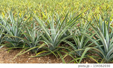 沖縄　パイナップル畑 134362030